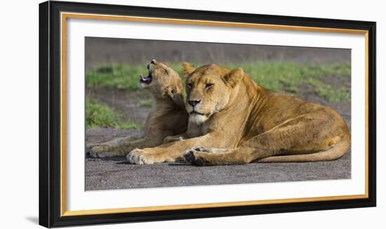 Africa. Tanzania. African lions at Ndutu, Serengeti National Park.-Ralph H. Bendjebar-Framed Photographic Print