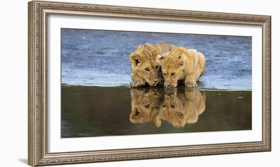 Africa. Tanzania. African lions at Ndutu, Serengeti National Park.-Ralph H. Bendjebar-Framed Photographic Print