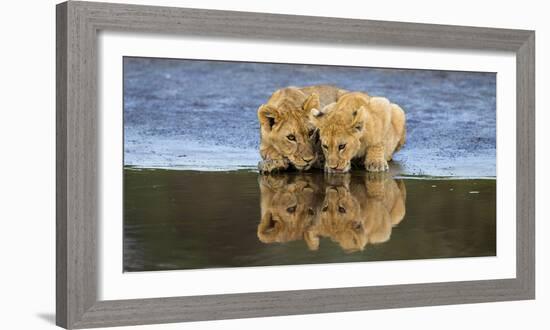 Africa. Tanzania. African lions at Ndutu, Serengeti National Park.-Ralph H. Bendjebar-Framed Photographic Print