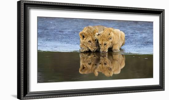 Africa. Tanzania. African lions at Ndutu, Serengeti National Park.-Ralph H. Bendjebar-Framed Photographic Print