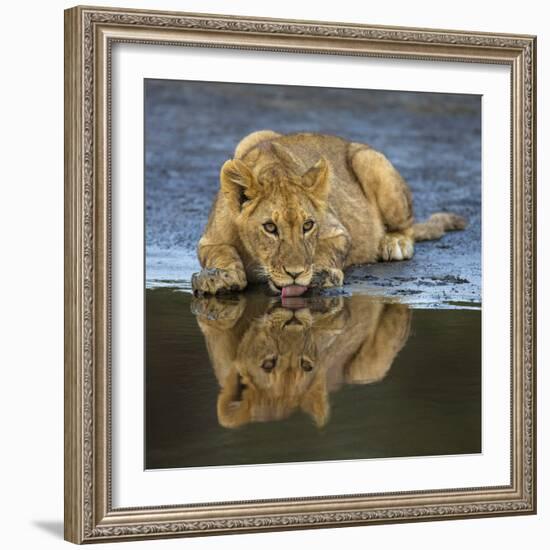 Africa. Tanzania. African lions at Ndutu, Serengeti National Park.-Ralph H. Bendjebar-Framed Photographic Print