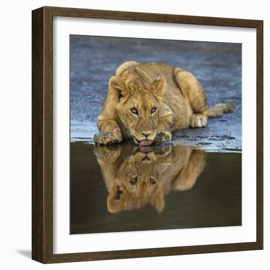 Africa. Tanzania. African lions at Ndutu, Serengeti National Park.-Ralph H. Bendjebar-Framed Photographic Print