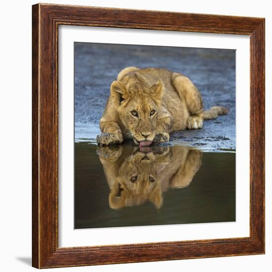 Africa. Tanzania. African lions at Ndutu, Serengeti National Park.-Ralph H. Bendjebar-Framed Photographic Print