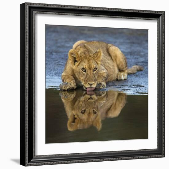 Africa. Tanzania. African lions at Ndutu, Serengeti National Park.-Ralph H. Bendjebar-Framed Photographic Print