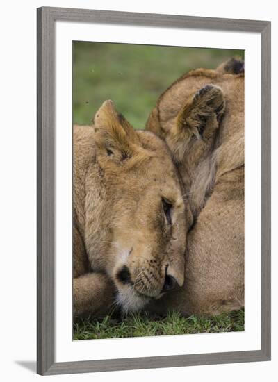 Africa. Tanzania. African lions at Ndutu, Serengeti National Park.-Ralph H. Bendjebar-Framed Premium Photographic Print