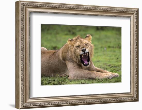 Africa. Tanzania. African lions at Ndutu, Serengeti National Park.-Ralph H. Bendjebar-Framed Photographic Print