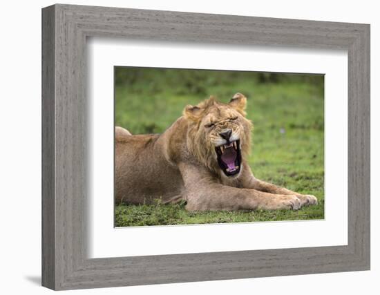 Africa. Tanzania. African lions at Ndutu, Serengeti National Park.-Ralph H. Bendjebar-Framed Photographic Print