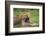 Africa. Tanzania. African lions at Ndutu, Serengeti National Park.-Ralph H. Bendjebar-Framed Photographic Print