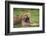 Africa. Tanzania. African lions at Ndutu, Serengeti National Park.-Ralph H. Bendjebar-Framed Photographic Print