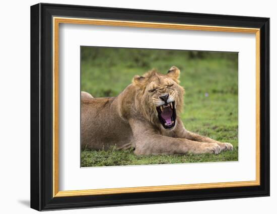 Africa. Tanzania. African lions at Ndutu, Serengeti National Park.-Ralph H. Bendjebar-Framed Photographic Print