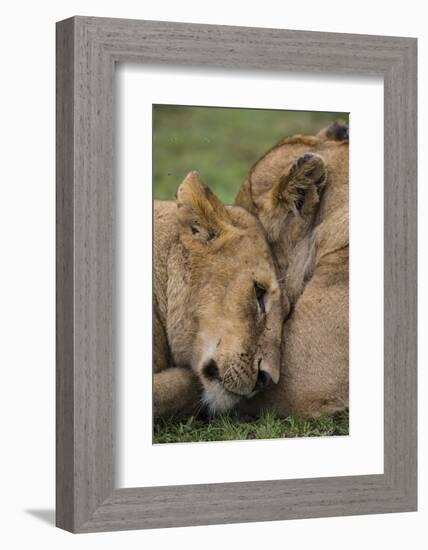 Africa. Tanzania. African lions at Ndutu, Serengeti National Park.-Ralph H. Bendjebar-Framed Photographic Print