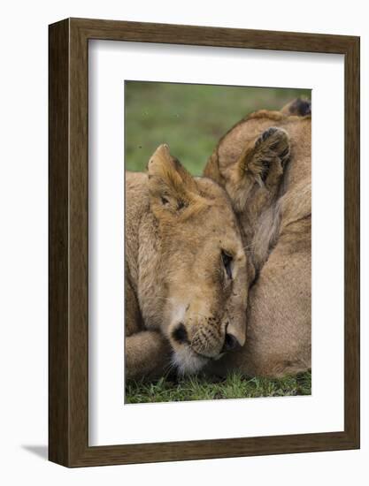 Africa. Tanzania. African lions at Ndutu, Serengeti National Park.-Ralph H. Bendjebar-Framed Photographic Print