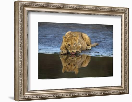 Africa. Tanzania. African lions at Ndutu, Serengeti National Park.-Ralph H. Bendjebar-Framed Photographic Print