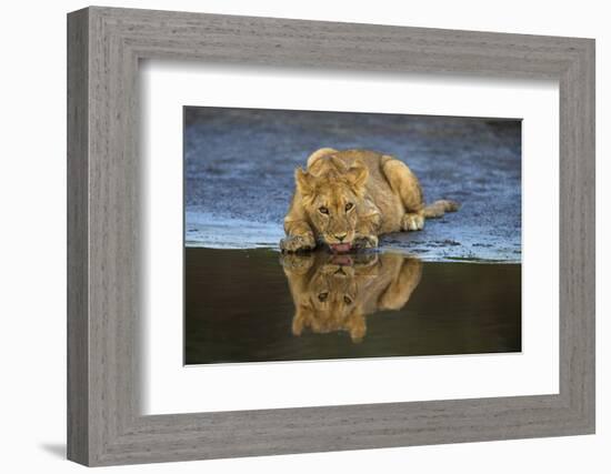 Africa. Tanzania. African lions at Ndutu, Serengeti National Park.-Ralph H. Bendjebar-Framed Photographic Print