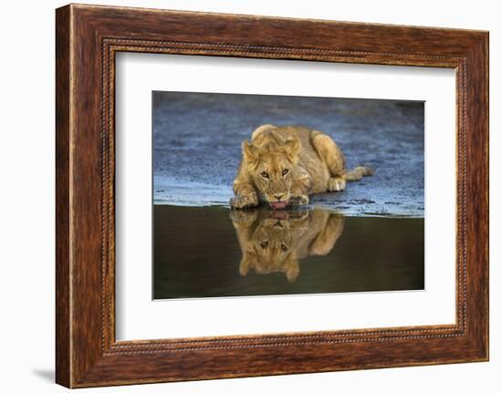 Africa. Tanzania. African lions at Ndutu, Serengeti National Park.-Ralph H. Bendjebar-Framed Photographic Print