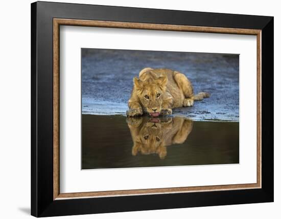 Africa. Tanzania. African lions at Ndutu, Serengeti National Park.-Ralph H. Bendjebar-Framed Photographic Print