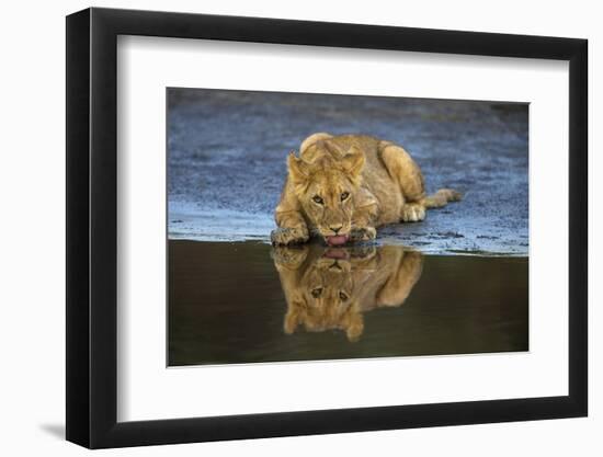 Africa. Tanzania. African lions at Ndutu, Serengeti National Park.-Ralph H. Bendjebar-Framed Photographic Print