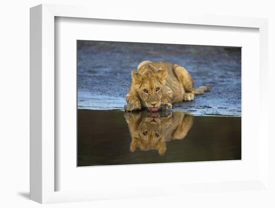 Africa. Tanzania. African lions at Ndutu, Serengeti National Park.-Ralph H. Bendjebar-Framed Photographic Print