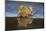 Africa. Tanzania. African lions at Ndutu, Serengeti National Park.-Ralph H. Bendjebar-Mounted Photographic Print