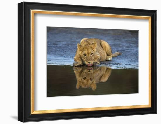 Africa. Tanzania. African lions at Ndutu, Serengeti National Park.-Ralph H. Bendjebar-Framed Photographic Print