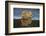 Africa. Tanzania. African lions at Ndutu, Serengeti National Park.-Ralph H. Bendjebar-Framed Photographic Print