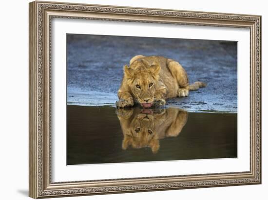 Africa. Tanzania. African lions at Ndutu, Serengeti National Park.-Ralph H. Bendjebar-Framed Photographic Print