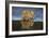 Africa. Tanzania. African lions at Ndutu, Serengeti National Park.-Ralph H. Bendjebar-Framed Photographic Print