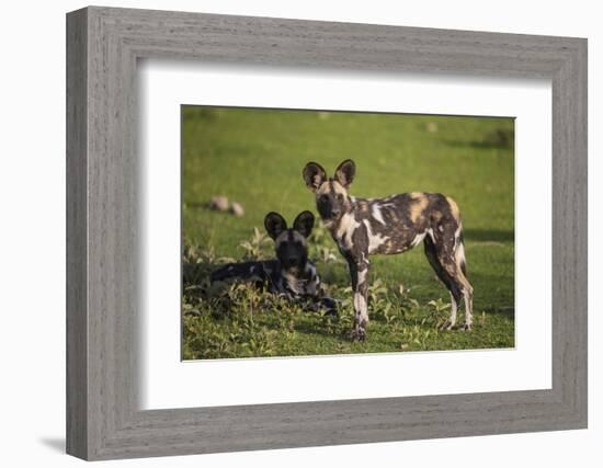 Africa. Tanzania. African wild dogs, Serengeti National Park.-Ralph H. Bendjebar-Framed Photographic Print