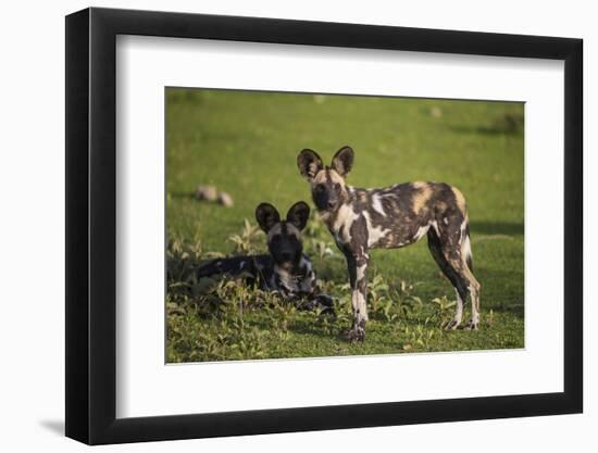 Africa. Tanzania. African wild dogs, Serengeti National Park.-Ralph H. Bendjebar-Framed Photographic Print