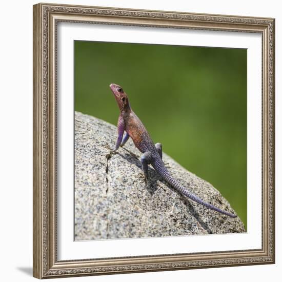 Africa. Tanzania. Agama lizard, Serengeti National Park.-Ralph H. Bendjebar-Framed Photographic Print