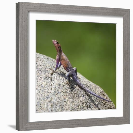 Africa. Tanzania. Agama lizard, Serengeti National Park.-Ralph H. Bendjebar-Framed Photographic Print