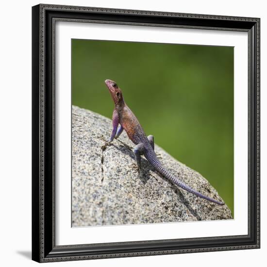 Africa. Tanzania. Agama lizard, Serengeti National Park.-Ralph H. Bendjebar-Framed Photographic Print