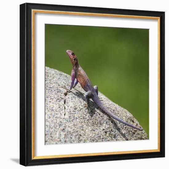 Africa. Tanzania. Agama lizard, Serengeti National Park.-Ralph H. Bendjebar-Framed Photographic Print