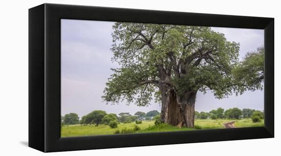 Africa. Tanzania. Baobab tree in Tarangire National Park.-Ralph H. Bendjebar-Framed Premier Image Canvas