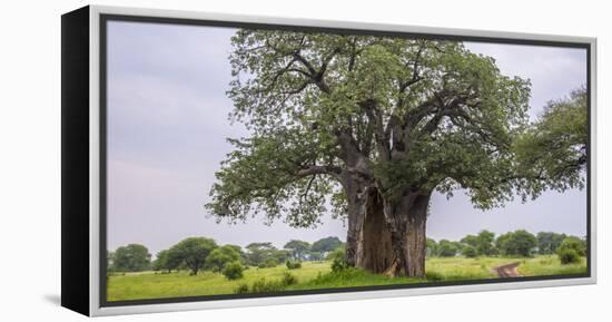 Africa. Tanzania. Baobab tree in Tarangire National Park.-Ralph H. Bendjebar-Framed Premier Image Canvas