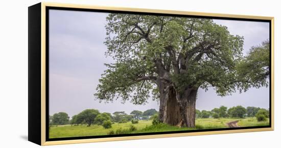 Africa. Tanzania. Baobab tree in Tarangire National Park.-Ralph H. Bendjebar-Framed Premier Image Canvas