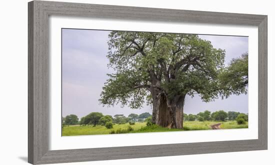 Africa. Tanzania. Baobab tree in Tarangire National Park.-Ralph H. Bendjebar-Framed Photographic Print