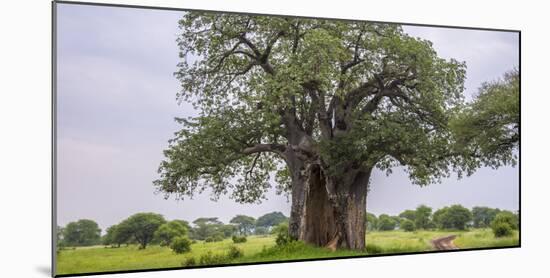 Africa. Tanzania. Baobab tree in Tarangire National Park.-Ralph H. Bendjebar-Mounted Photographic Print