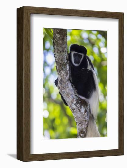 Africa. Tanzania. Black and White Colobus at Arusha National Park.-Ralph H. Bendjebar-Framed Photographic Print