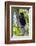 Africa. Tanzania. Black and White Colobus at Arusha National Park.-Ralph H. Bendjebar-Framed Photographic Print