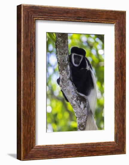 Africa. Tanzania. Black and White Colobus at Arusha National Park.-Ralph H. Bendjebar-Framed Photographic Print