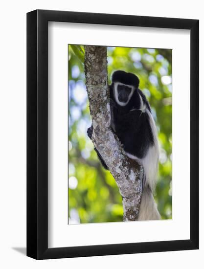 Africa. Tanzania. Black and White Colobus at Arusha National Park.-Ralph H. Bendjebar-Framed Photographic Print