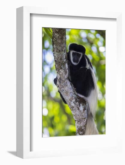 Africa. Tanzania. Black and White Colobus at Arusha National Park.-Ralph H. Bendjebar-Framed Photographic Print