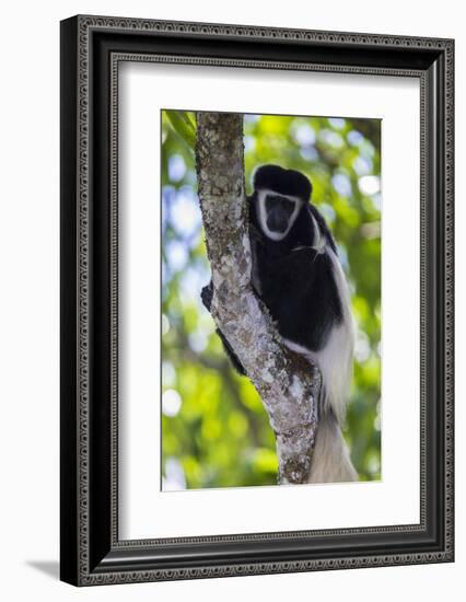 Africa. Tanzania. Black and White Colobus at Arusha National Park.-Ralph H. Bendjebar-Framed Photographic Print