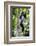 Africa. Tanzania. Black and White Colobus at Arusha National Park.-Ralph H. Bendjebar-Framed Photographic Print