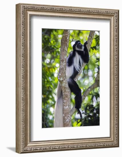 Africa. Tanzania. Black and White Colobus at Arusha National Park.-Ralph H. Bendjebar-Framed Photographic Print