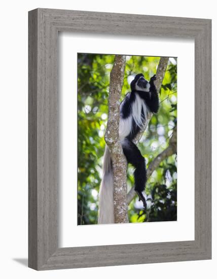 Africa. Tanzania. Black and White Colobus at Arusha National Park.-Ralph H. Bendjebar-Framed Photographic Print