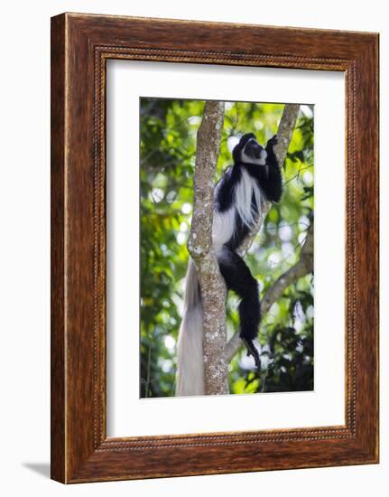 Africa. Tanzania. Black and White Colobus at Arusha National Park.-Ralph H. Bendjebar-Framed Photographic Print