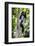 Africa. Tanzania. Black and White Colobus at Arusha National Park.-Ralph H. Bendjebar-Framed Photographic Print