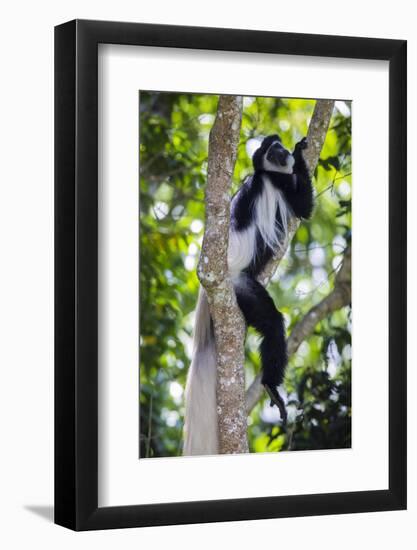 Africa. Tanzania. Black and White Colobus at Arusha National Park.-Ralph H. Bendjebar-Framed Photographic Print